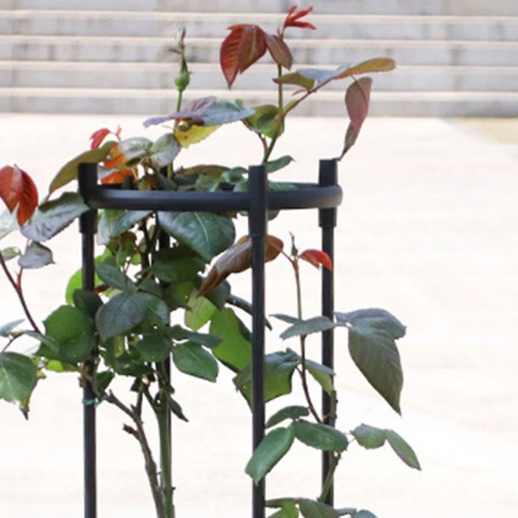 Soporte plantas trepadoras enredaderas Obelisco - Imagen 2