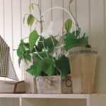 Soporte plantas trepadoras Mariposa Blanca - Imagen 4